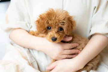 ペットとして飼われている犬の写真